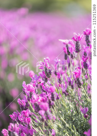 Lavender blooming in Izumi Environmental Recycle Park 115251369