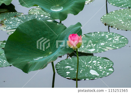 Lotus flowers floating on the water 115251565