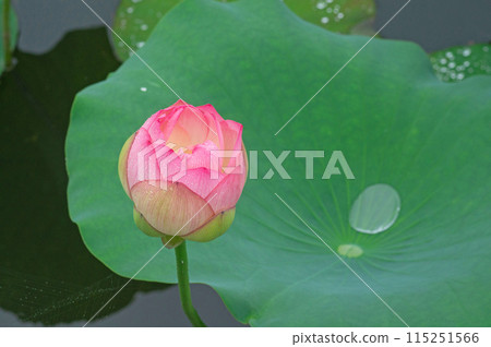 蓮花芽 115251566