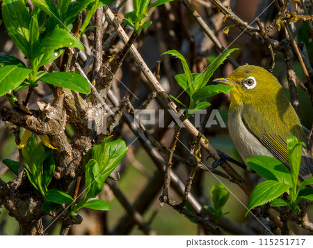 Tree and Japanese white-eye 115251717