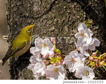 Cherry blossoms and Japanese white-eye 115251721