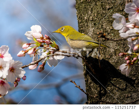 Cherry blossoms and Japanese white-eye 115251737