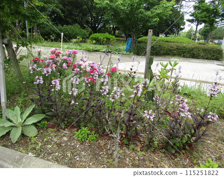 The bag-shaped light purple flowers are Penstemon flowers. 115251822