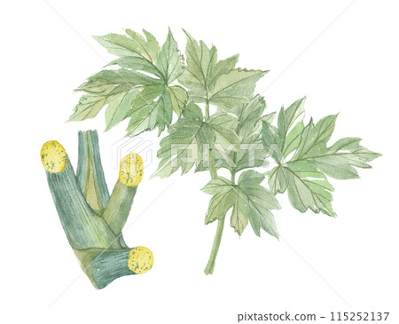 Watercolor painted angelica tree and stem Watercolor painted angelica tree and stem 115252137