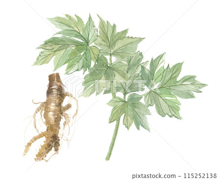 Watercolor painting of angelica tree and roots Watercolor painting of angelica tree and roots 115252138