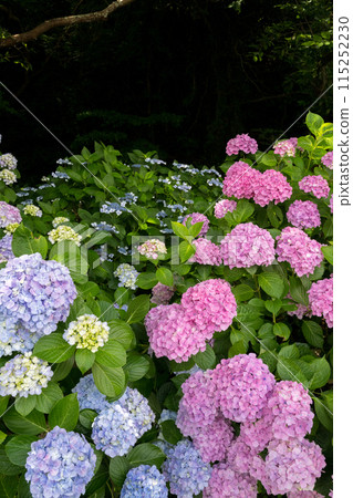 Sumiyoshi Nature Park: Hydrangeas blooming by the sea in early summer 115252230