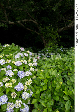 Sumiyoshi Nature Park: Hydrangeas blooming by the sea in early summer 115252233