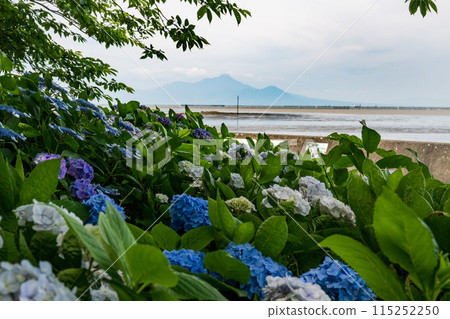 初夏的海中繡球花盛開的住吉自然公園 初夏的海中繡球花盛開的住吉自然公園 115252250