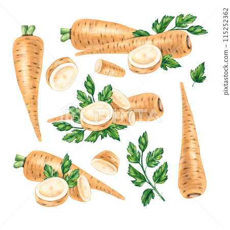 Parsnips watercolor set on a white background 115252362
