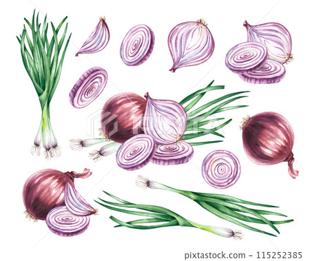 Watercolor vegetable onion, green onion, set pieces 115252385