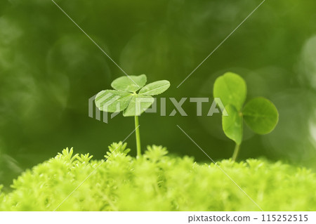 在森林樹蔭下發現的四葉草 115252515