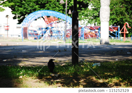 Haunting crow 115252529