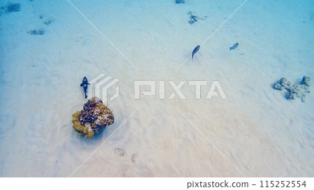 Coral reef at Aka Island, Kerama Islands, Okinawa Prefecture 115252554