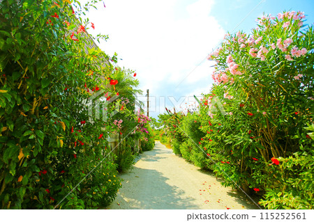 Okinawa Taketomi Island's Sujiko Flower Arch Okinawa Taketomi Island's Sujiko Flower Arch 115252561