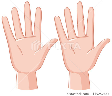 Anatomy of Human Hands Anatomy of Human Hands 115252645