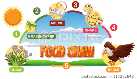 Food Chain Illustration with Animals 115252648