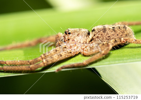 Australian Huntsman Spider 115253719