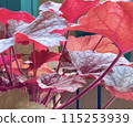 紅葉 115253939