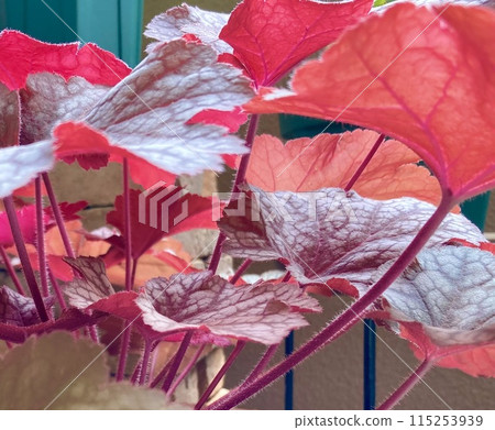 紅葉 紅葉 115253939