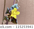 Lysimachia 午夜太陽的黃色花朵 115253941