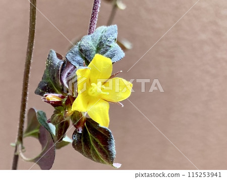 Lysimachia 午夜太陽的黃色花朵 Lysimachia 午夜太陽的黃色花朵 115253941