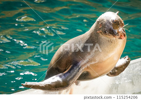 鳥羽水族館海獅表演時間 115254206