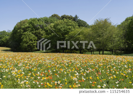Poppy flower field 115254635