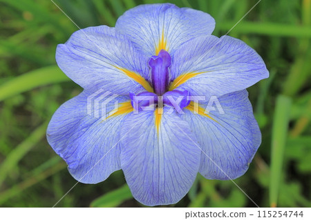 Iris 115254744
