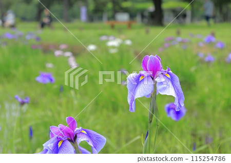 Iris Iris 115254786