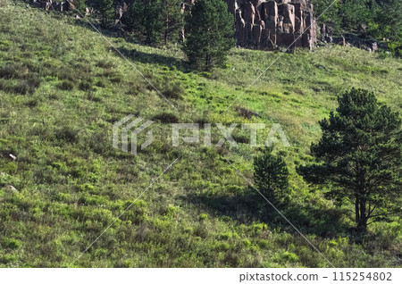 Mountain summer landscape. Several pine trees cast shadows. Wildlife of Eastern Siberia. 115254802