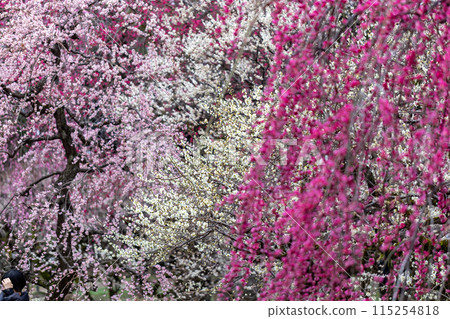 Kitano Tenman-gu Shrine of early spring 115254818