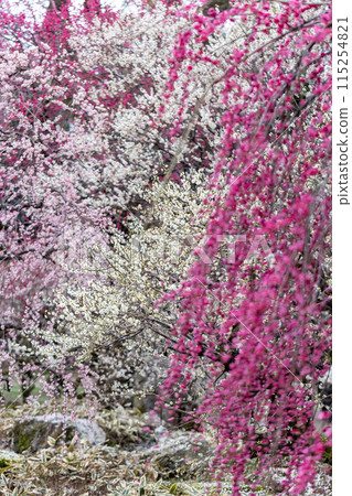 Kitano Tenman-gu Shrine of early spring Kitano Tenman-gu Shrine of early spring 115254821
