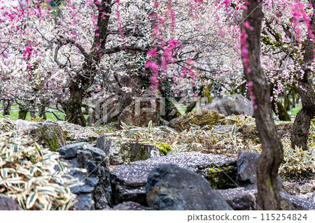 早春的北野天滿宮 早春的北野天滿宮 115254824