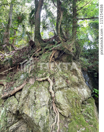 Tree roots creeping over cliff rocks 115254886