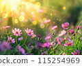 pink cosmos flowers on meadow at sunrise or sunset. Beautiful summer floral background with sun rays 115254969