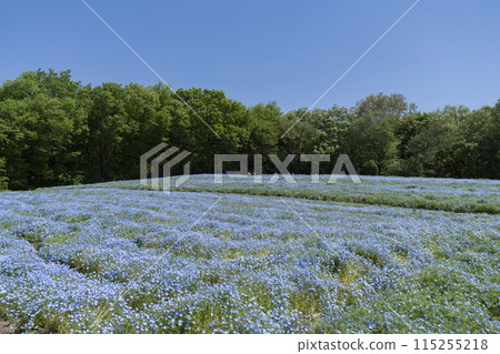 Nemophila flower 115255218