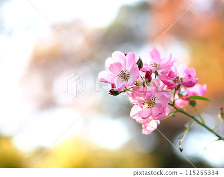 Rose flower and copy space Rose flower and copy space 115255334