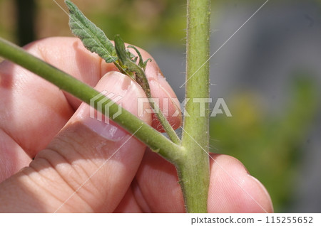 櫻桃番茄的側芽 櫻桃番茄的側芽 115255652