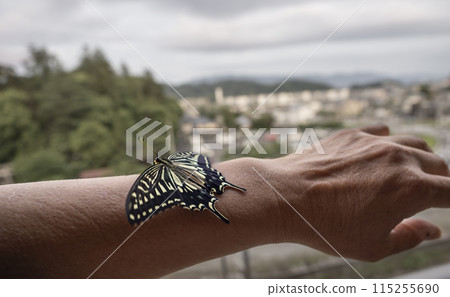 A newly hatched swallowtail butterfly rests on an arm 115255690