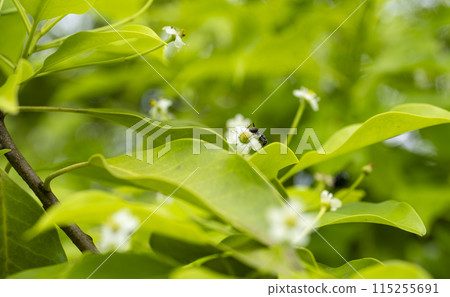 Japanese holly flower and ants 115255691