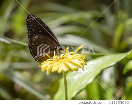 紅尾鱈魚棲息在一朵黃色的花上 115255693