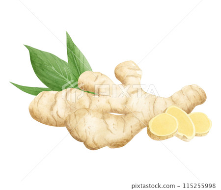 Horseradish or ginger roots with slices and green leaves watercolor illustration isolated on white in beige and yellow colors. Organic raw spices for simple kitchen designs, cookbooks and vegan food Horseradish or ginger roots with slices and green leaves watercolor illustration isolated on white in beige and yellow colors. Organic raw spices for simple kitchen designs, cookbooks and vegan food 115255998