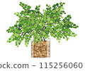 Vector illustration of a stylish Adiantum 115256060