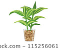 Vector illustration of a stylish dracaena 115256061
