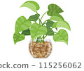 Vector illustration of stylish pothos 115256062