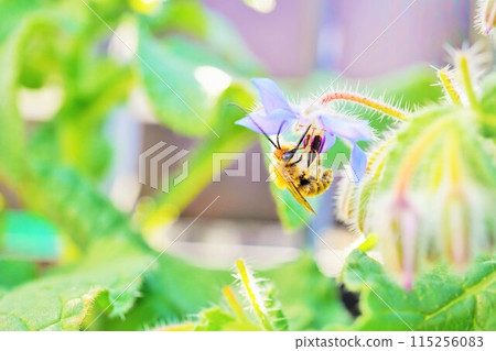 一隻長觸角蜜蜂在戶外為美麗的藍色星形花、琉璃苣授粉 115256083