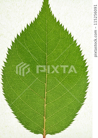 一彩櫻（一年生櫻花樹）的葉子和葉脈 115256091