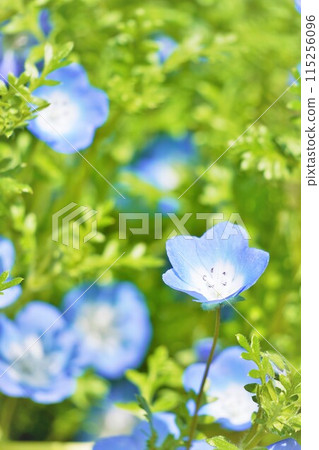 Beautiful blooming blue nemophila flowers outdoors, vertical Beautiful blooming blue nemophila flowers outdoors, vertical 115256096
