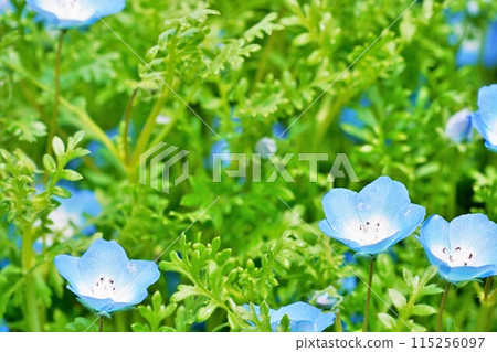 Beautiful blue nemophila flowers in the garden 115256097