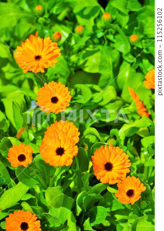 Beautiful deep yellow calendula flowers blooming outdoors 115256102